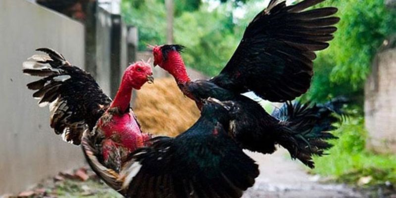 Đặc trưng của gà chọi Việt