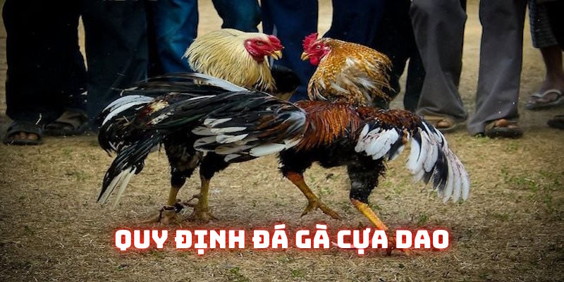 Những quy định chung của đá gà cựa dao